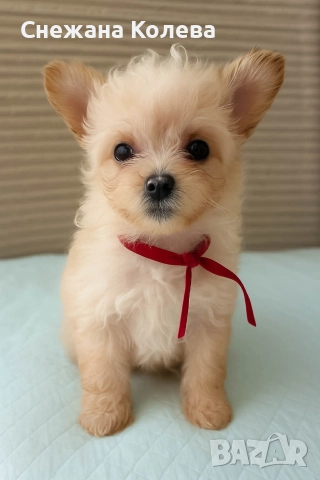 Кученца от порода Помапу 