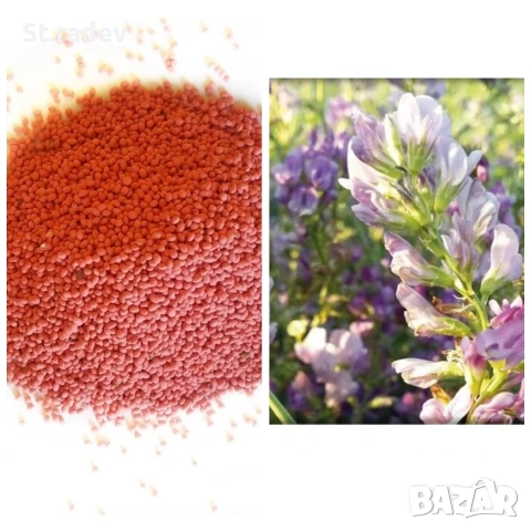 люцерна семе. семена люцерна , снимка 4 - Сортови семена и луковици - 53755467