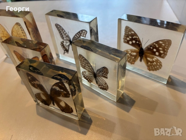 Пеперуди, снимка 4 - Колекции - 53656258