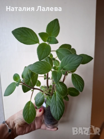 Стрептокарпела, streptocarpella, снимка 2 - Стайни растения - 53591674