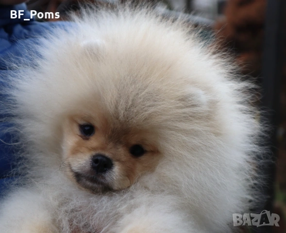 Страхотно момченце померан с родословие FCI, снимка 14 - Померан - 52918943