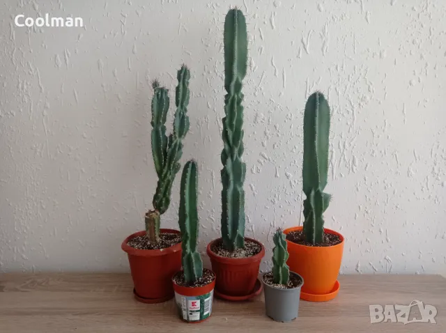 Кактуси Cereus 