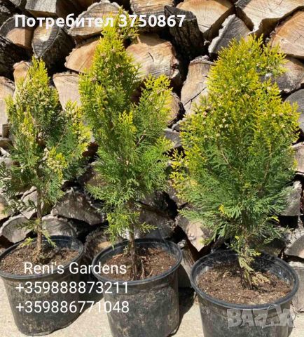 Източна туя „Златиста“ (Thuja orientalis Aurea Pyramidalis), снимка 3 - Градински цветя и растения - 45301987