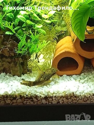 анциструси, снимка 2 - Рибки - 47498452