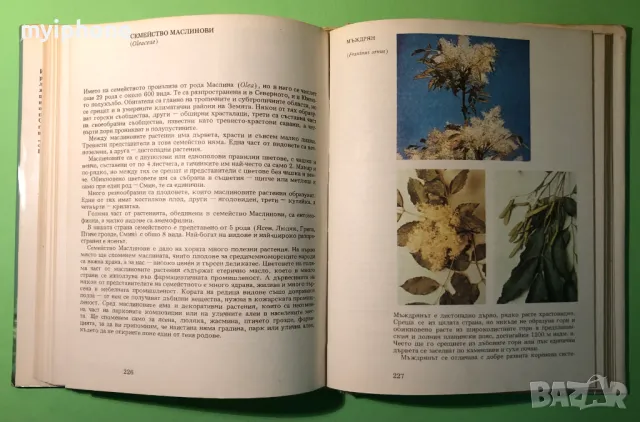 Стара Книга Атлас по Ботаника/Сл.Петров,Е.Паламарев, снимка 11 - Специализирана литература - 49279602