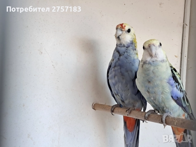 продавам чифт белоглава розела, снимка 3 - Папагали - 52431289
