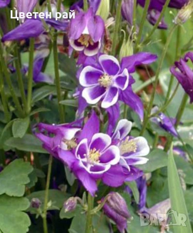 Домашни семена на цветя , снимка 12 - Градински цветя и растения - 51020468