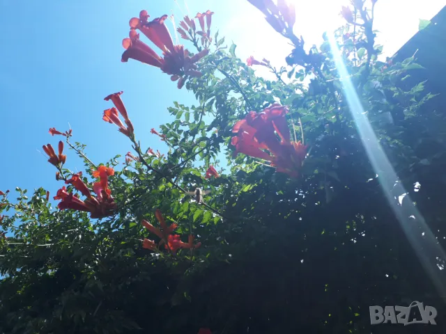 Кампсис, тромпетна лоза (Trumpet vine, Campsis radicans), снимка 7 - Разсади - 47008267