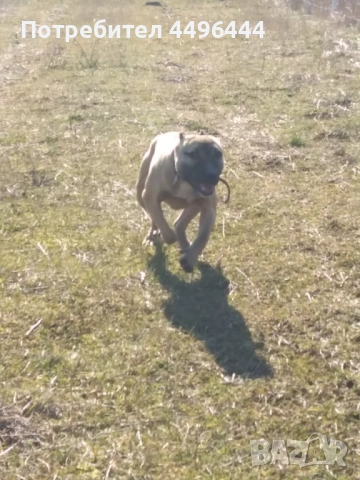 Родословно женско 