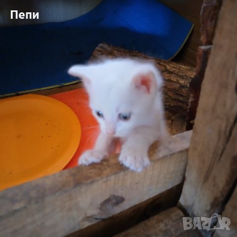 Бели котета търсят любящи стопани, снимка 6 - Други - 46455653