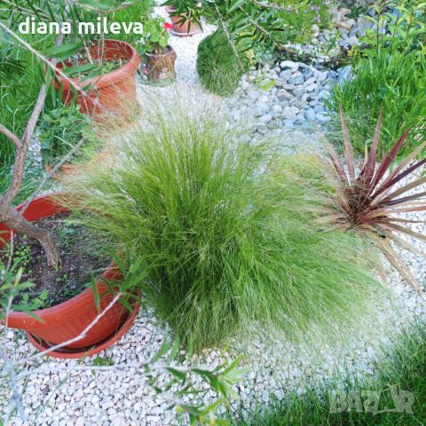 Стипа, Ангелска коса, декоративна студоустойчива трева!, снимка 2 - Градински цветя и растения - 45770571