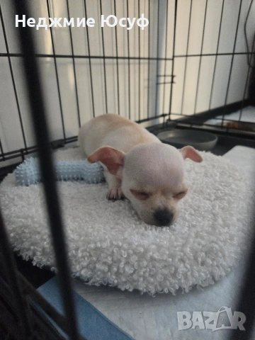 Продавам Чихухуа, снимка 2 - Чихуахуа - 53803093