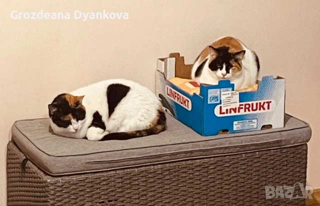 Подарявам котета, снимка 2 - Други - 52844115