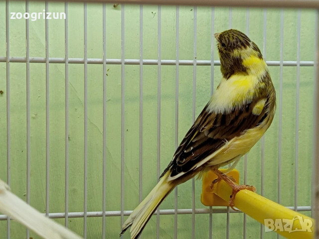 Канарчета две женски едно мъжко, снимка 3 - Канари - 53958320