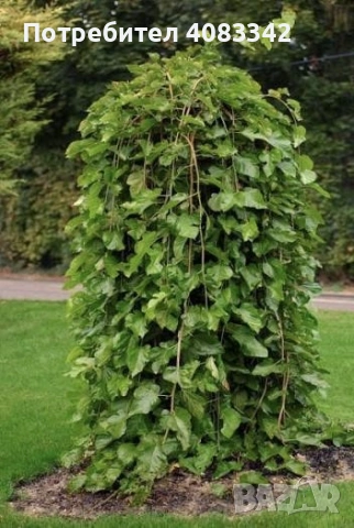 Плачеща Черница