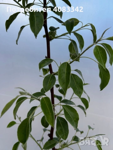 Крушово дърво , снимка 3 - Градински цветя и растения - 54139806