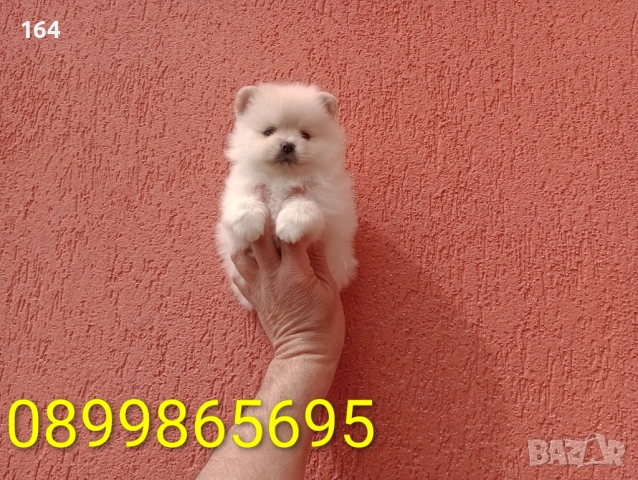 Померани. Реални снимки от 29.03.26 г., снимка 12 - Померан - 54010634