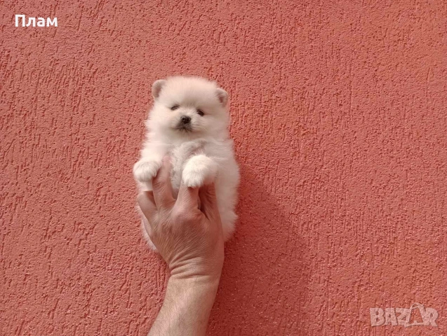 Померани.Реални снимки !, снимка 4 - Померан - 54049700