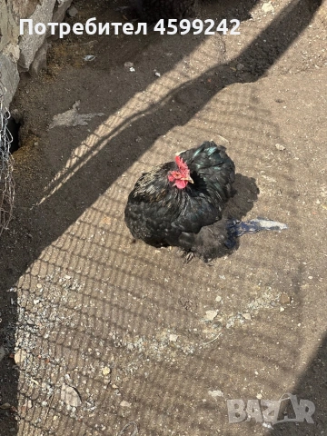 Продавам мини кохин млади петлета , снимка 5 - Кокошки и пуйки - 54077877