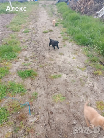 Подарявам кученца!, снимка 6 - Други - 54154370