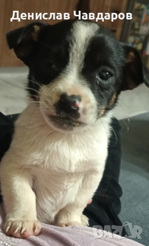 Продавам мини пинчер, снимка 3 - Пинчер - 53637512