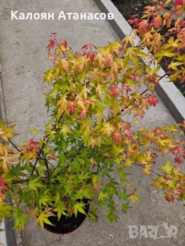 Acer orange dream, снимка 1 - Градински цветя и растения - 45768092