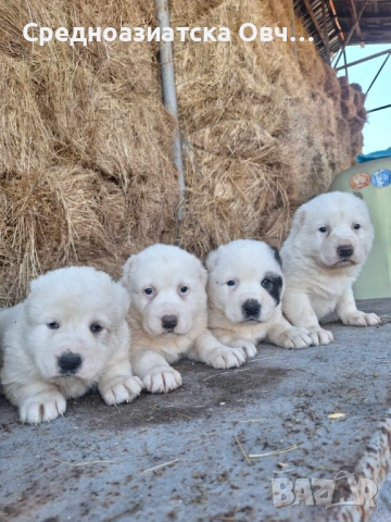 Алабай, снимка 2 - Средноазиатска овчарка - 54066338