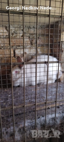 Продавам зайци, снимка 2 - Други животни - 53790923