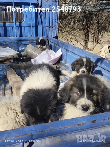 Каракачанки , снимка 2 - Каракачанска овчарка - 53824577