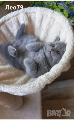 британска късокосместа 550лв , снимка 6 - Британска късокосместа - 52842750