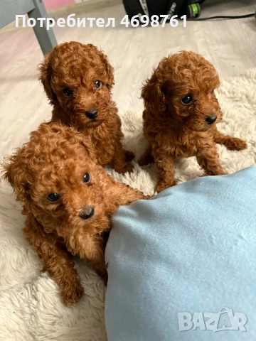 Той пудел//Пудел той