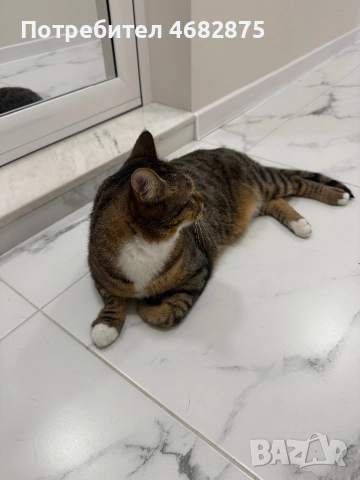 Спешно търси дом – ДОМАШЕН КОТАРАК, снимка 7 - Други - 52794447