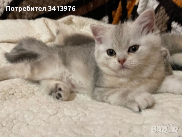 Британско сребърно коте, снимка 2 - Британска късокосместа - 52817504