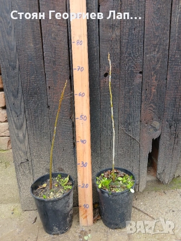 Орех Пекан , снимка 2 - Разсади - 53790736