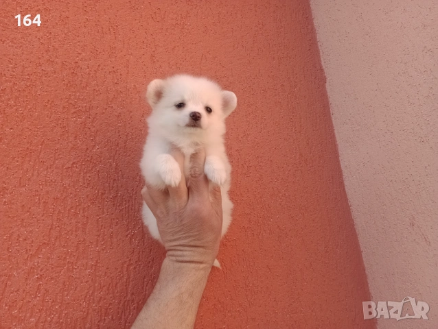Мини Шпиц - Померан. Мъжки и женски кученца. , снимка 11 - Померан - 53743617