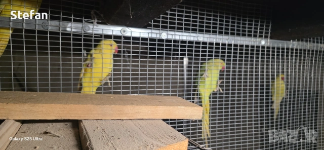 Малък Александър заменям, снимка 3 - Папагали - 53824535