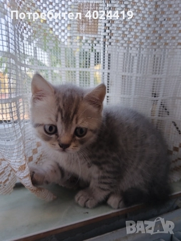 малки котенца, снимка 2 - Британска късокосместа - 52258422