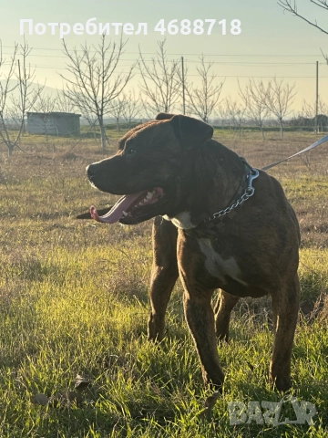 Pitbull za razplod, снимка 2 - Питбул - 52861411