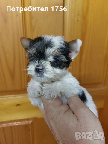 Йорки момиче, чистокръвен бивер., снимка 4 - Йоркширски териер - 52896416