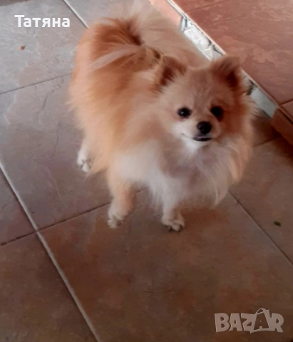 Мъжки и женски померан, снимка 8 - Померан - 52966945