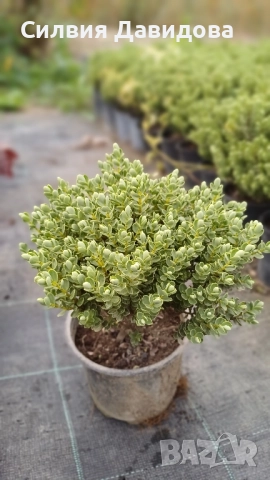 Хебе Hebe, снимка 13 - Градински цветя и растения - 52534903