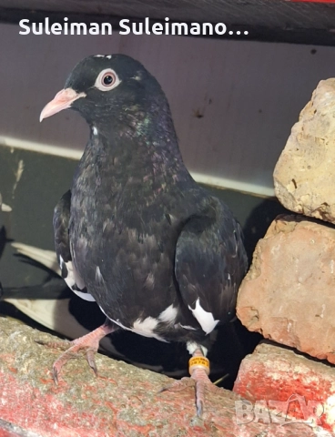 Гълъби на въртене 40 лв всичките, снимка 2 - Гълъби - 52514591