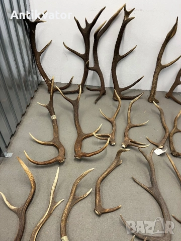 Рога от елен и сръндак, снимка 3 - Други - 50470006