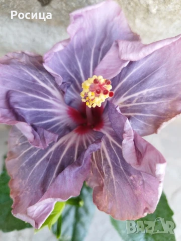 китайска роза , снимка 1