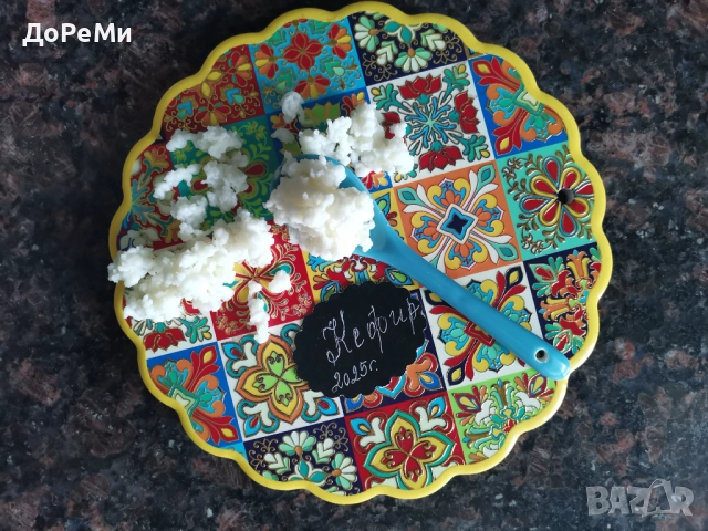 ПРОБИОТИК ~ Тибетски КЕФИРНИ зърна Кефир за млечна ферметнация , снимка 2 - Домашни продукти - 42437691