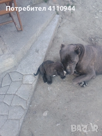 Кане Корсо продавам , снимка 6 - Други - 53699451