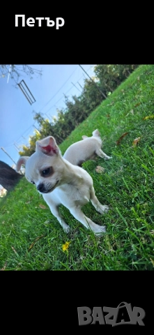 чихуахуа момче и момиче, снимка 6 - Чихуахуа - 52470564