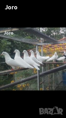 Продавам бели Пазарджишки гълъби , снимка 1 - Гълъби - 45830374