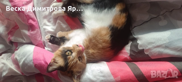 Котенце Мая., снимка 5 - Други - 53219759