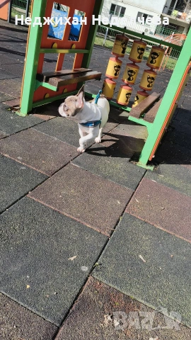 Frenski buldog, снимка 2 - Френски булдог - 53750114